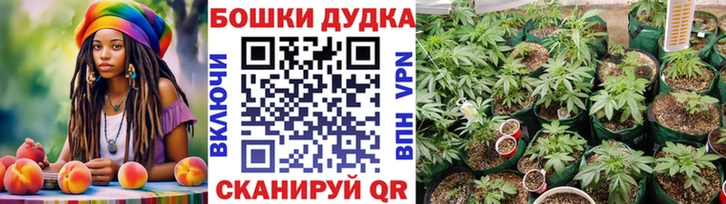 Бошки Шишки Amnesia Болохово